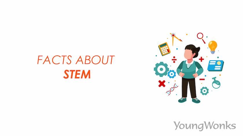 An image that explains about Facts about STEM.